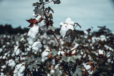 Oeko-Tex, GOTS, FSC… on vous dit tout sur les labels !